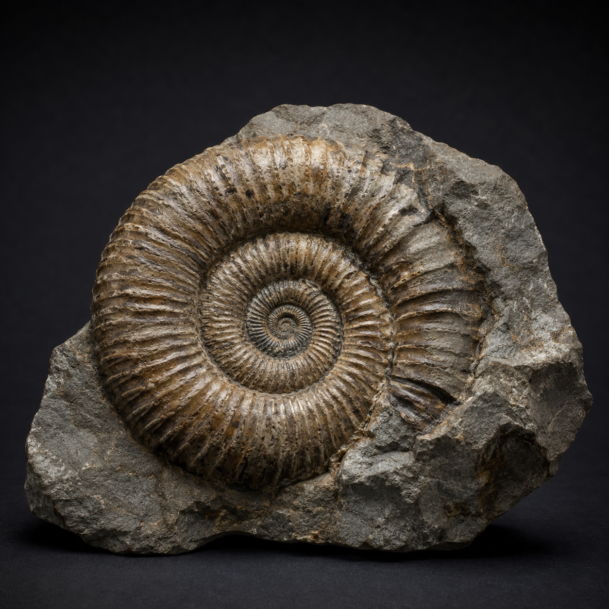 Ammonite fossil — biogenic specimen