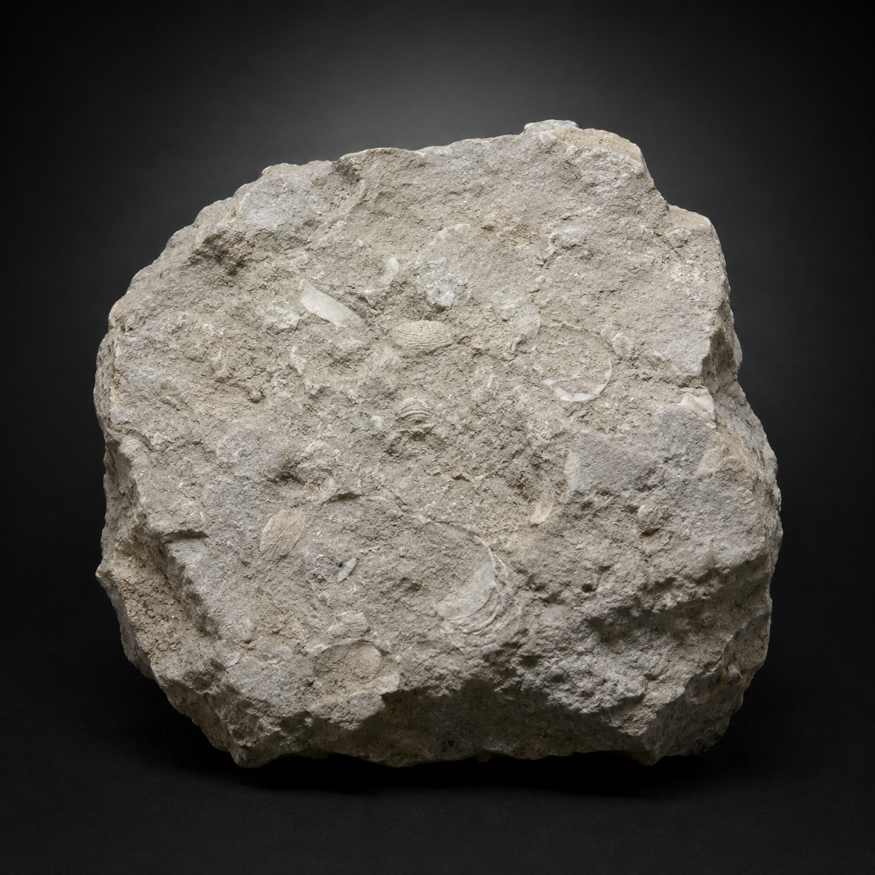Limestone — sedimentary specimen